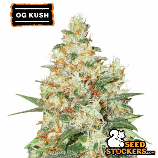 Auto OG Kush Blüte mit dichter Bud-Struktur, harziger Oberfläche und orangefarbenen Stempeln