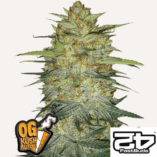 OG Kush Auto Bud mit dichten Harzschichten, orangenen Blütenhärchen und kompaktem Blütenaufbau