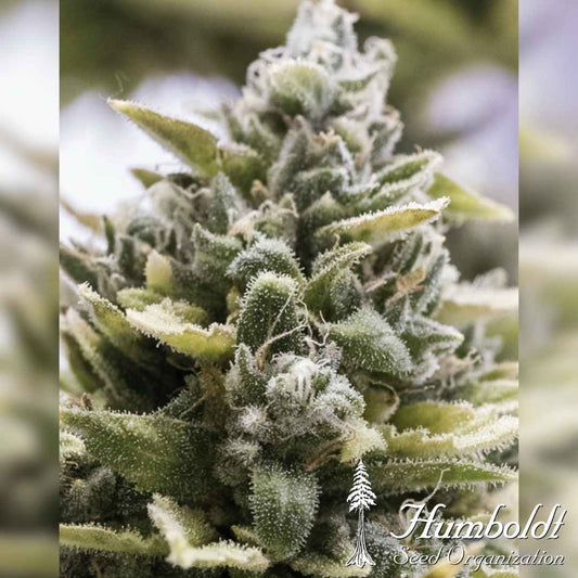 Nahaufnahme einer OG Kush Auto Blüte mit dichten Harztrichomen und kräftig grünen Blättern.