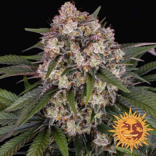 Dichte OG Kush Auto Blüte mit Harzkristallen, grünen Blättern und violetten Akzenten