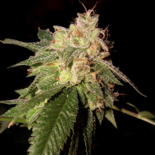 Dichte OG Kush Blüte mit glänzenden Trichomen und orangefarbenen Härchen auf tiefgrünen Blättern.