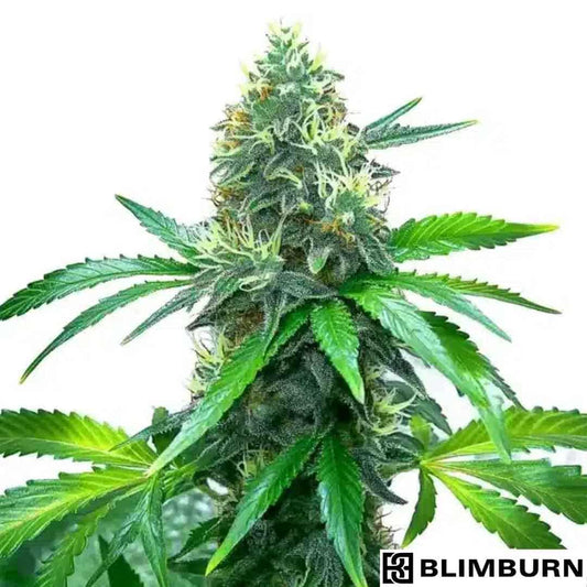 OG Kush Blüte mit dichten, harzigen Buds und kräftigen grünen Blättern in voller Reife