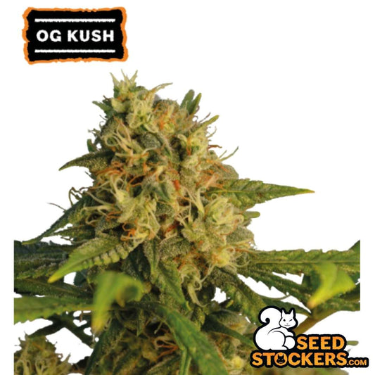 OG Kush Cannabispflanze mit dichter, harziger Blüte und orangefarbenen Stempeln, typische Kush-Struktur