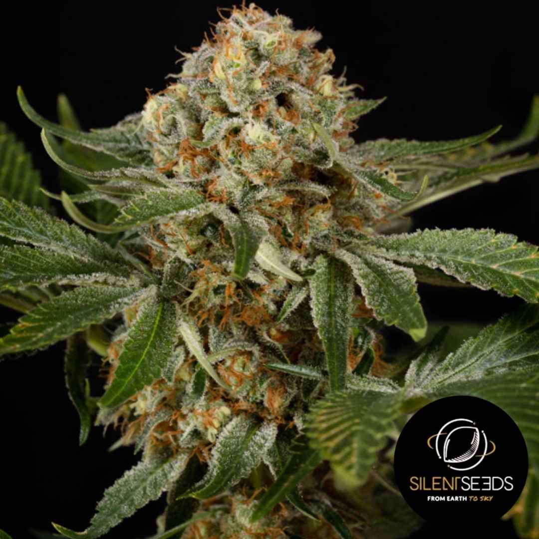 Dicht bewachsener OG Kush Blütenstand mit orangen Härchen und dicker Schicht aus glänzenden Trichomen.