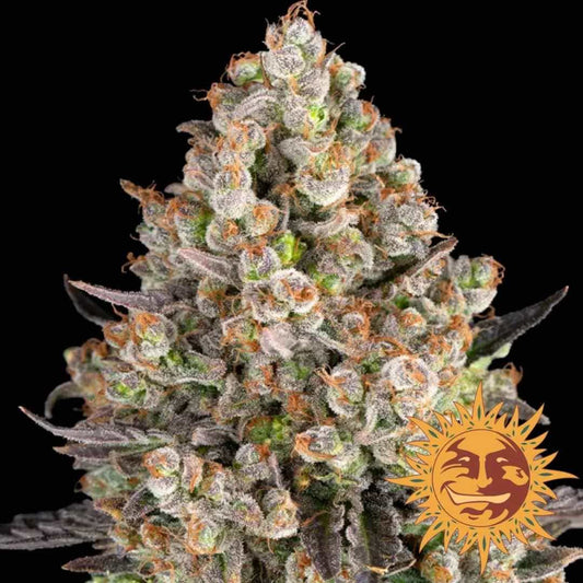 OG Kush Bud mit dichten Harzschichten, grünen Blüten und orangefarbenen Härchen von Barneys Farm