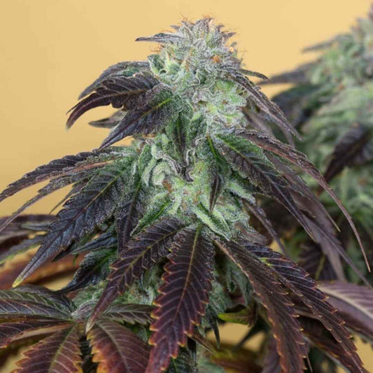 OG Kush Blüte mit dichten Harzkristallen und dunkelvioletten Zuckerblättern
