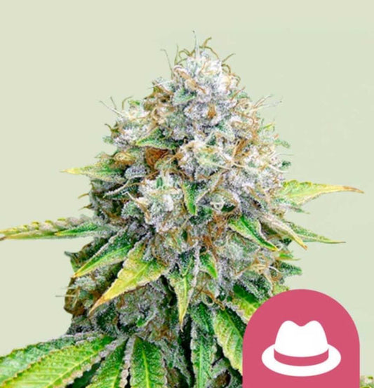 OG Kush Blüte mit harzigen, kristallbedeckten Buds und orangefarbenen Blütenstempeln