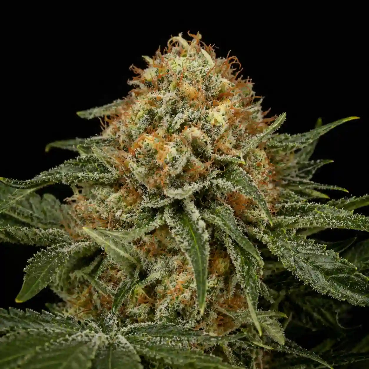 OG Kush Blüte mit kompakten Buds, vielen orangefarbenen Härchen und dichter Harzbildung