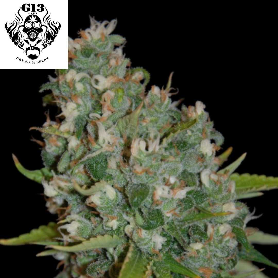 Harzige OG13 Cannabisblüte mit dichten Buds, vielen Trichomen und orangefarbenen Stempeln