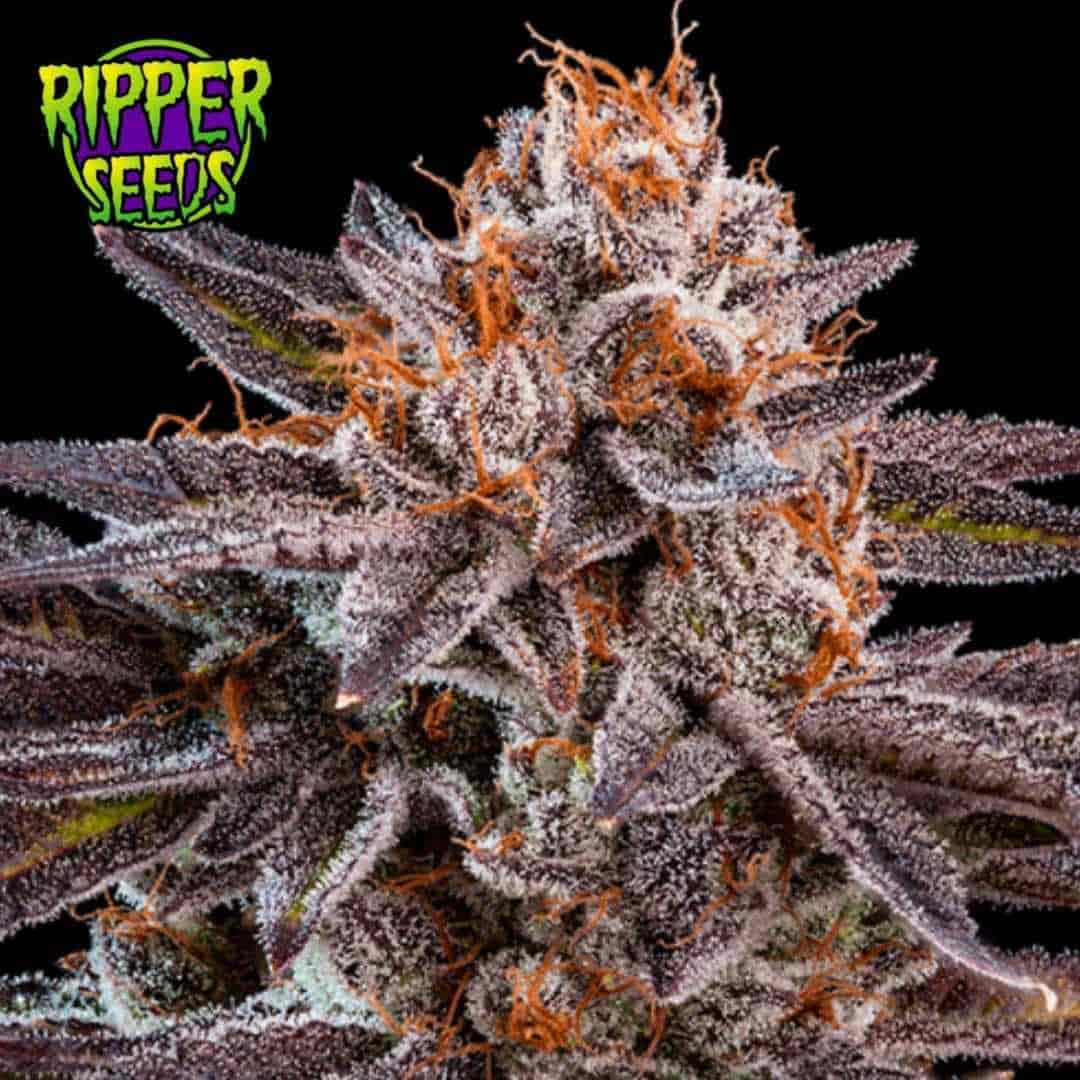 Harzige OMG Cannabisblüte mit violetten Blättern, orangefarbenen Blütenfäden und dichter Trichomschicht