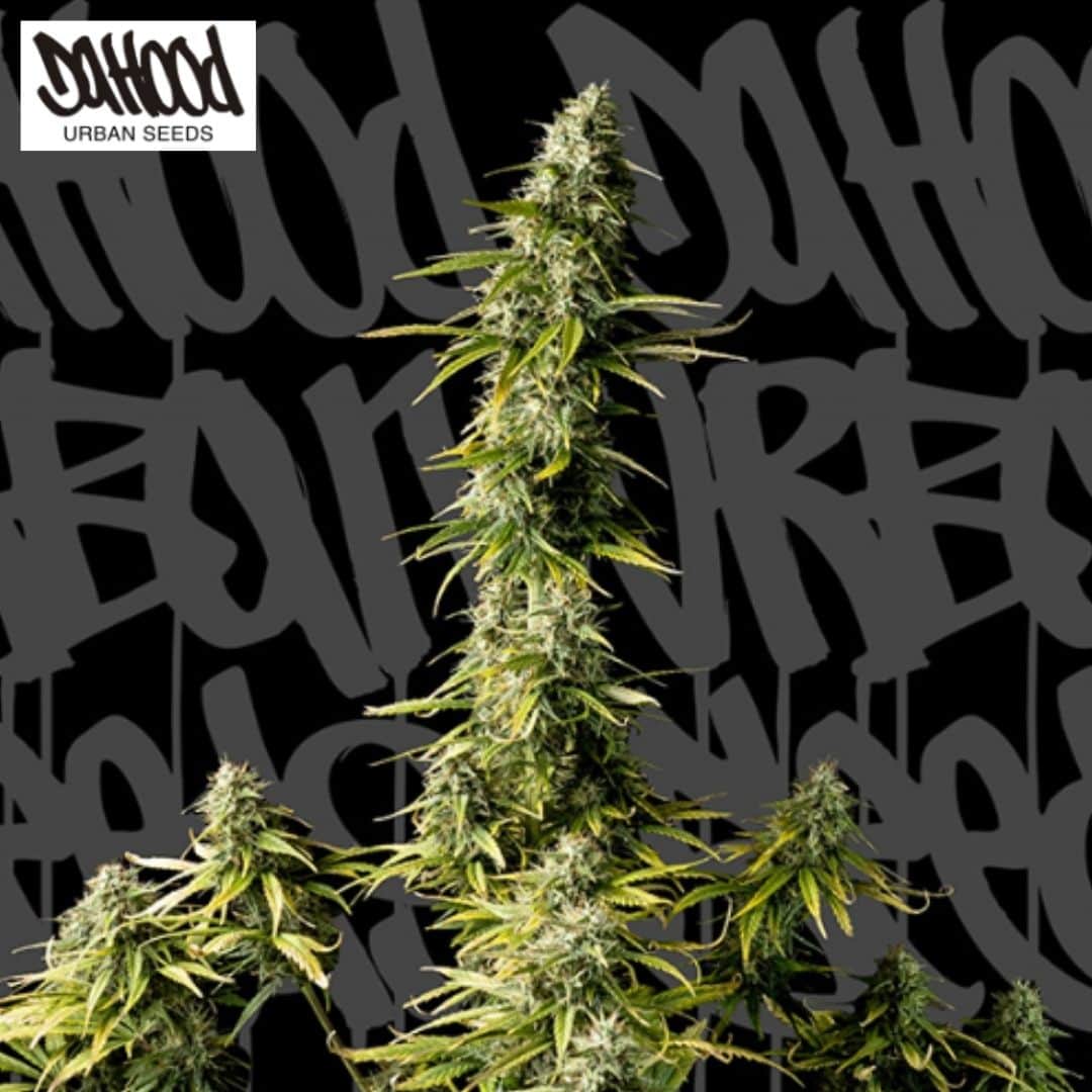 Old Jedi Cannabisblüte mit langen, harzigen Buds und schmalen grünen Blättern