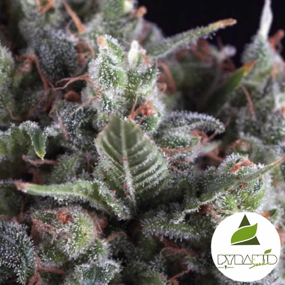 Frostige Olympia Blüte mit harzigen Trichomen und orangefarbenen Fäden in dichter Struktur