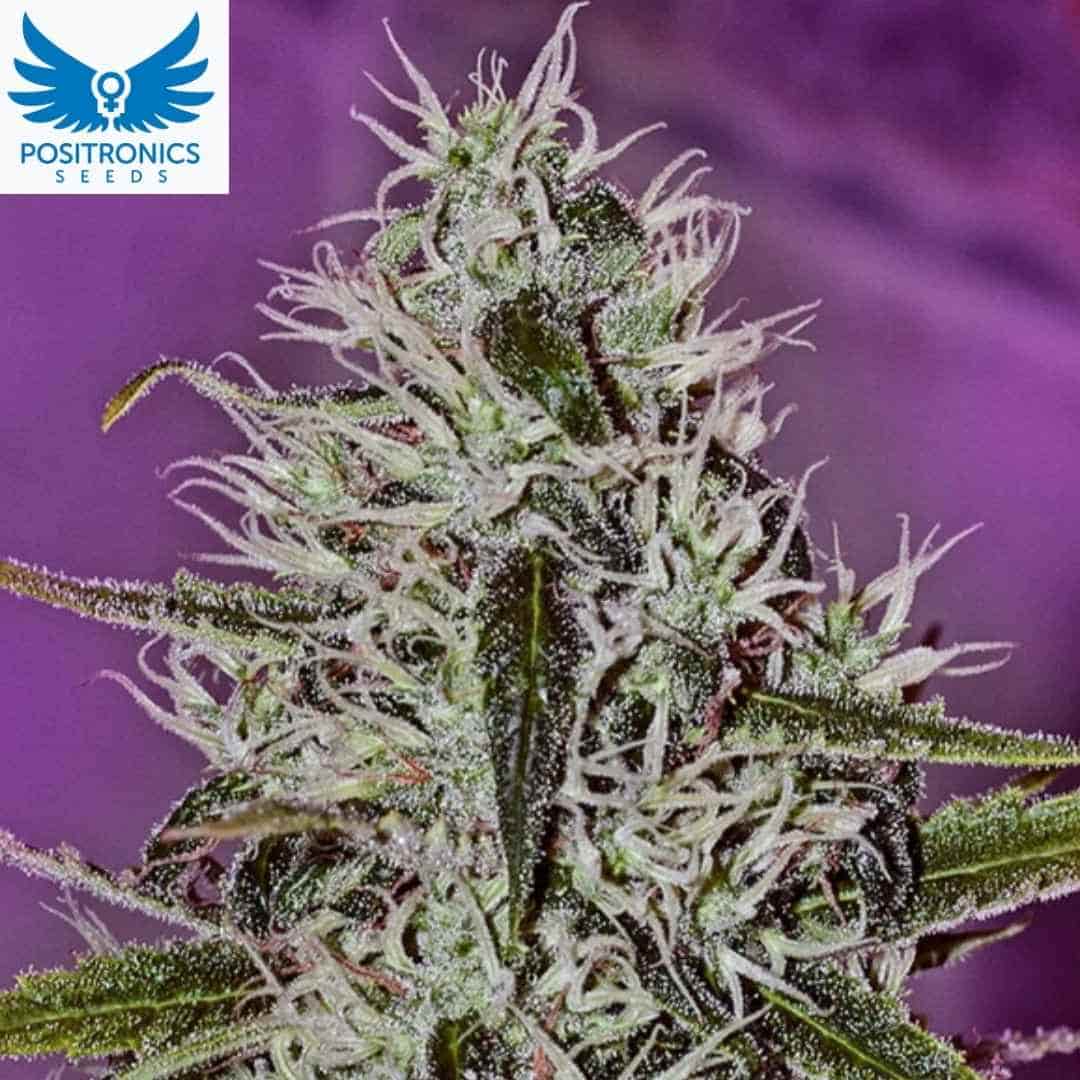 One Love Haze Blüte mit langen weißen Pistillen und dichter Harzschicht auf den Buds