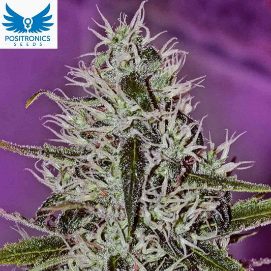 One Love Haze Blüte mit langen weißen Pistillen und dichter Harzschicht auf den Buds