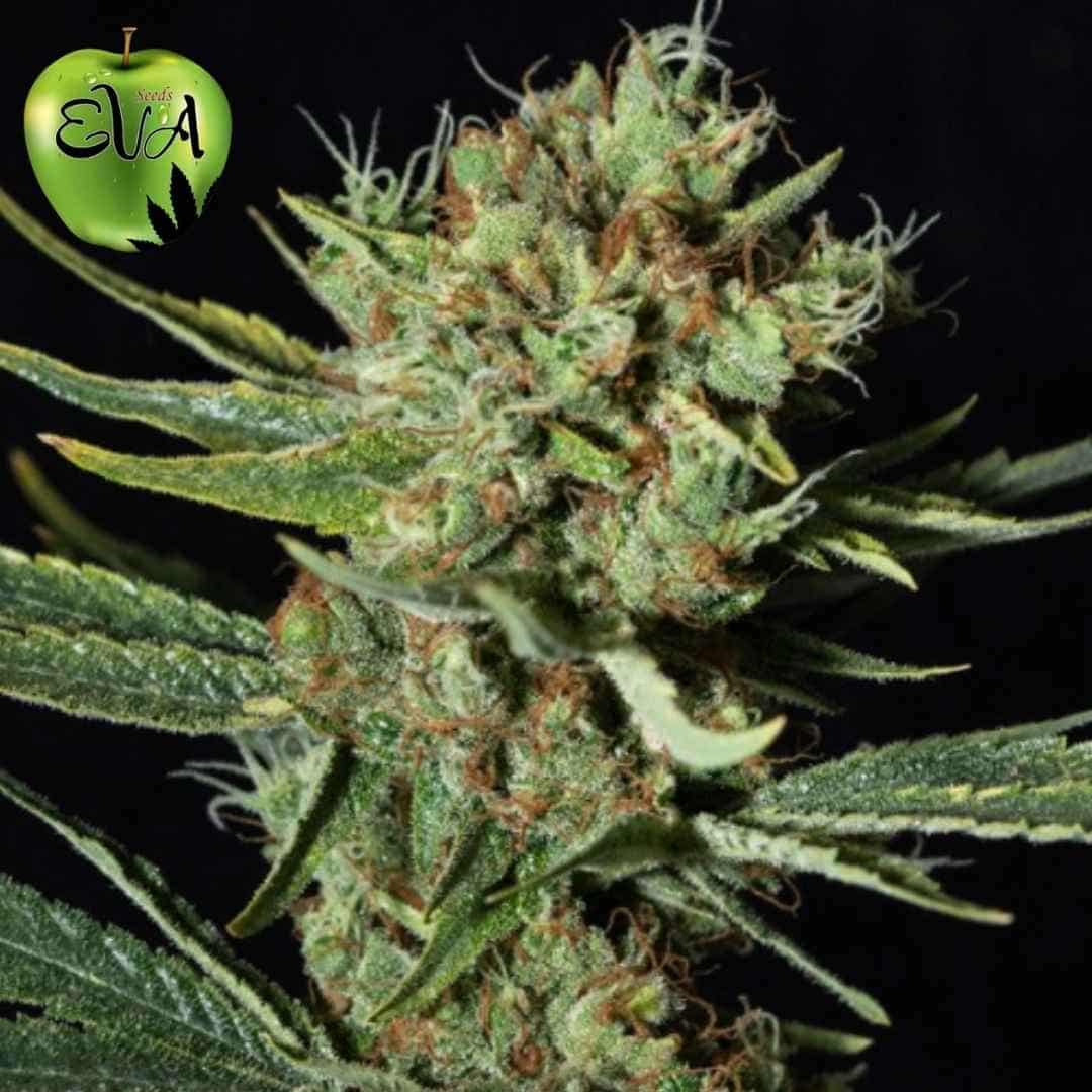 Only CBD Cannabissorte mit dichter harziger Blüte und sichtbaren Trichomen sowie orangefarbenen Härchen