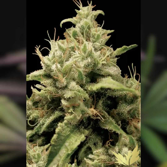 Dichte Opium Blüte mit hellgrünen Blättern, funkelnden Trichomen und orangefarbenen Blütenfäden.