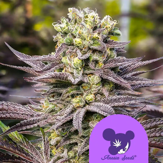 Oracle Octane Cannabisblüte mit weißen Trichomen und auffälligen orangefarbenen Härchen.