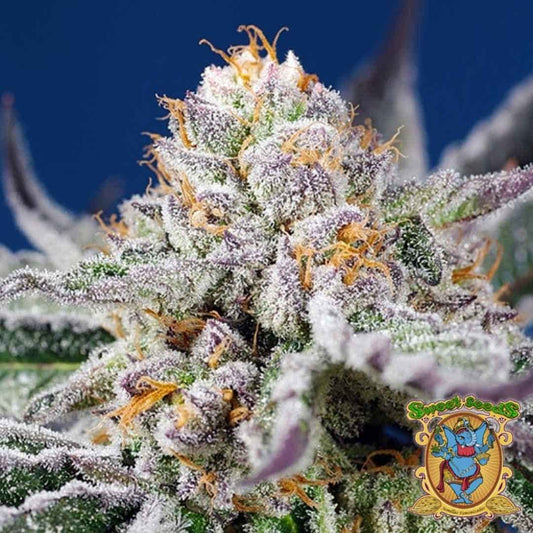 Nahaufnahme einer harzreichen Orange Apricot Glue XL Auto Blüte mit violetten Spitzen und orangen Blütenhaaren.