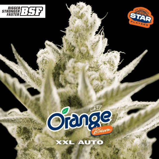 Auto Orange Blossom XXL mit dichter, harziger Blüte, ausgeprägten Trichomen und kräftigen Blütenständen in Nahaufnahme