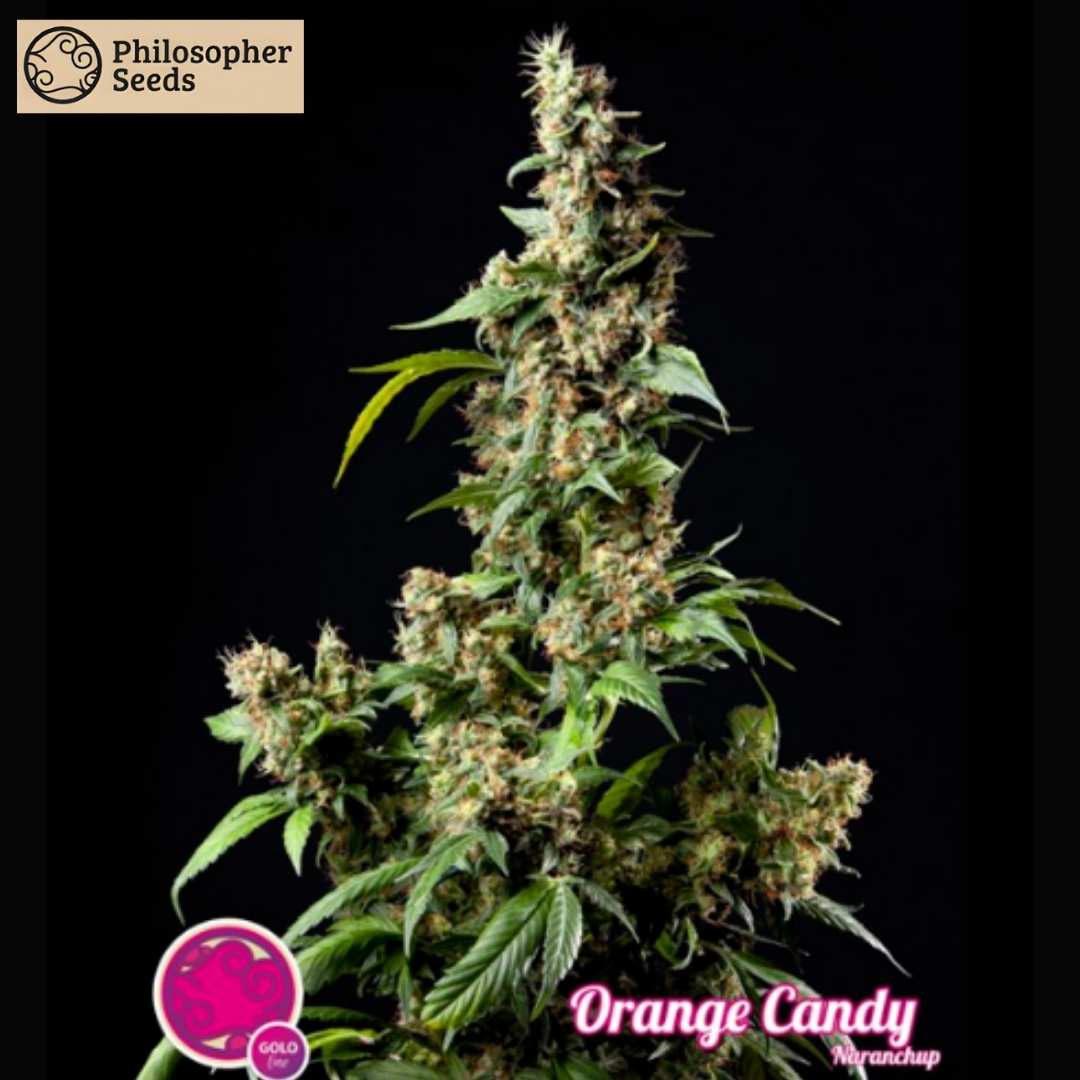 Kompakter Cannabis-Bud der Sorte Orange Candy mit vielen Harzkristallen und orangefarbenen Härchen.