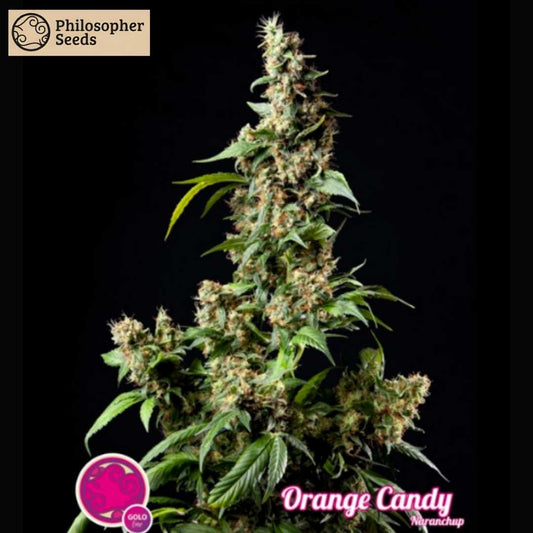 Kompakter Cannabis-Bud der Sorte Orange Candy mit vielen Harzkristallen und orangefarbenen Härchen.
