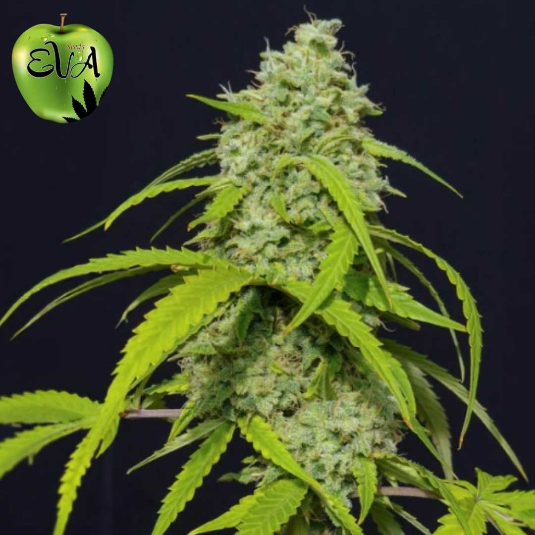 Orange Kush Auto mit dichter, harziger Hauptblüte und hellgrünen Blättern in der späten Blütephase