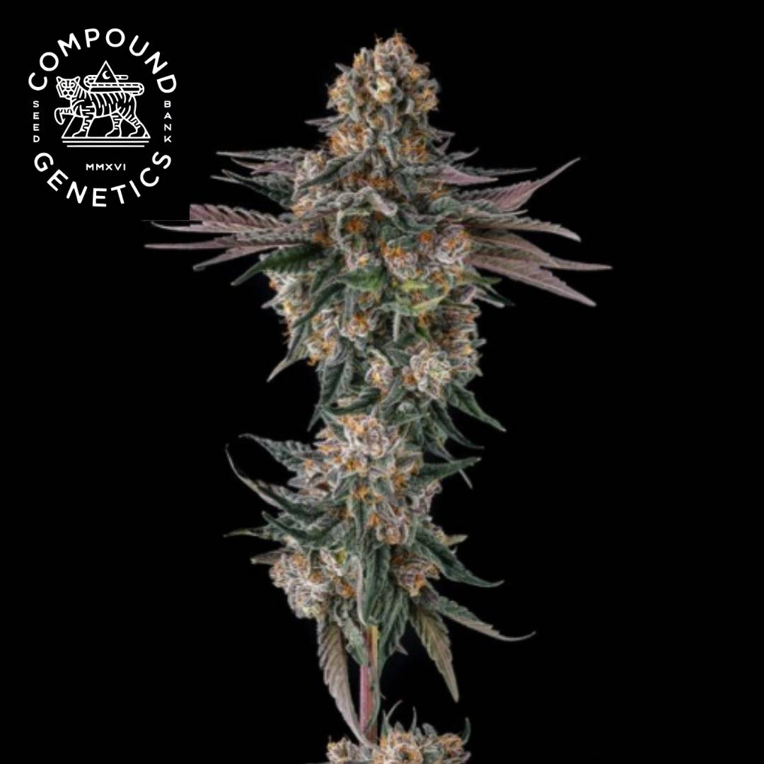 Orange Moon Cannabisblüte mit dichten Trichomen und orangefarbenen Blütenhärchen