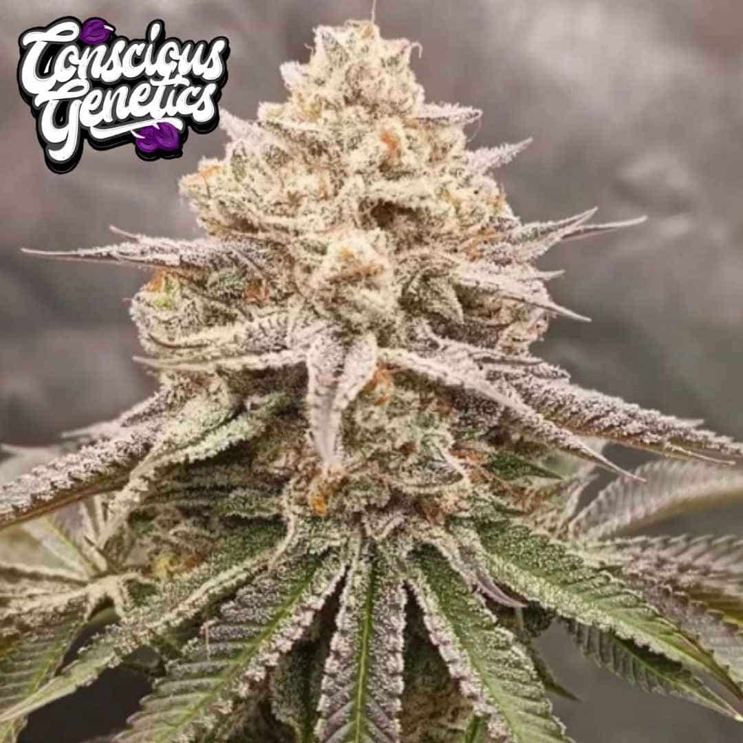 Orange Runtz Cake Cannabisblüte mit dichten Trichomen und frostigen Zuckerblättern