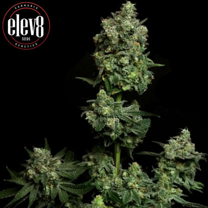 Oregon Apple Trail (Elev8 Seeds) Feminisiert