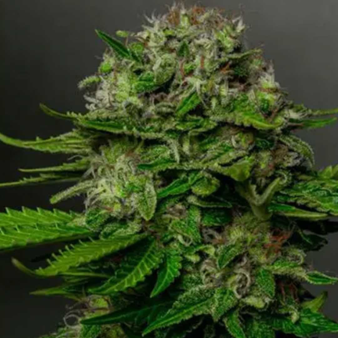 Oreoz x Spritzer von Vision Seeds mit dichter grüner, harziger Cannabisblüte.