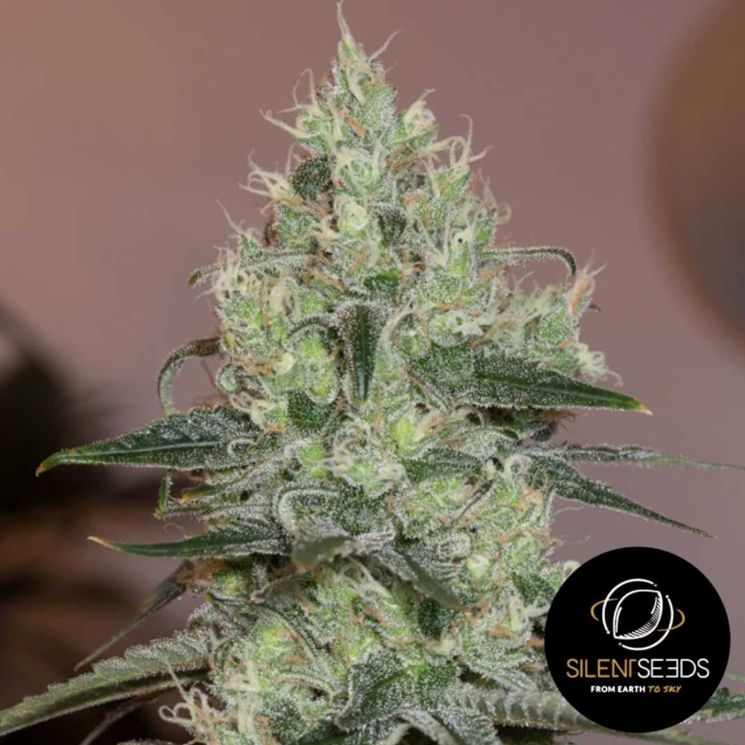 Dicht mit Harz bedeckter Original Amnesia Bud mit leuchtend orangefarbenen Blütenstempeln und frostigen Trichomen.