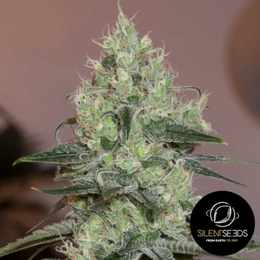 Dicht mit Harz bedeckter Original Amnesia Bud mit leuchtend orangefarbenen Blütenstempeln und frostigen Trichomen.