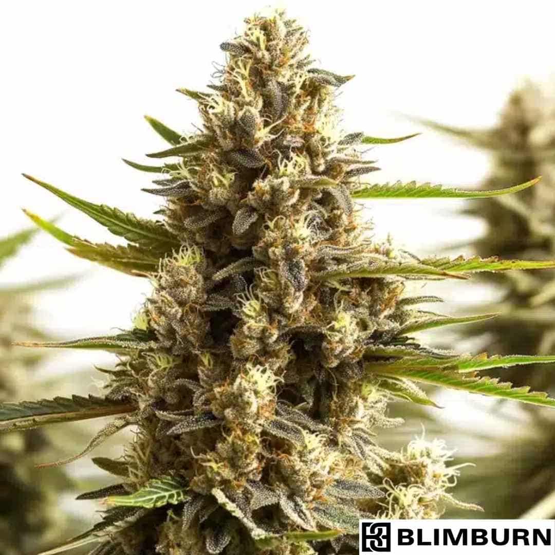 Original Clon Cannabisblüte mit dichten, harzigen Buds und orangefarbenen Pistillen in voller Blüte