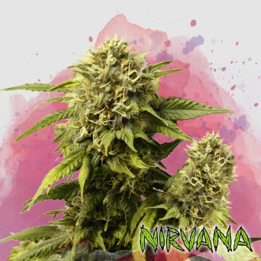 Original Glue Blüte mit dichten, harzigen Buds und leuchtend grünen Blättern in voller Reife