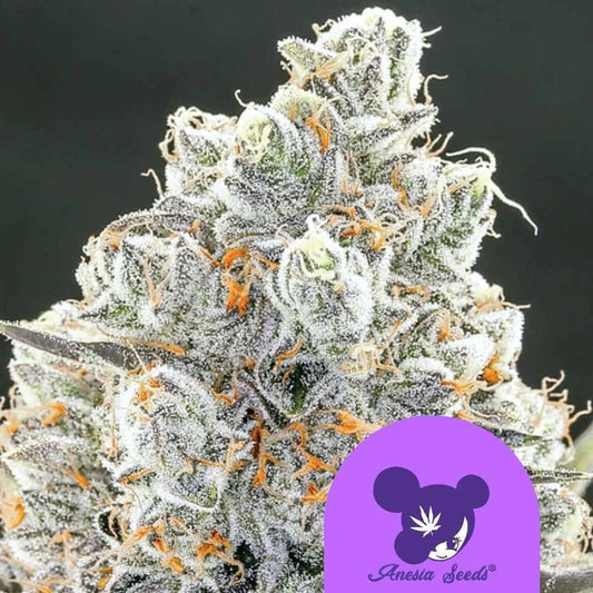 Harzige Original Gorilla #4 Blüte mit dichten Trichomen und leuchtend orangen Blütenhaaren