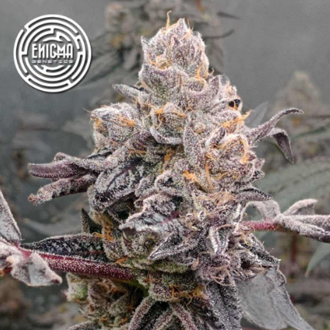 Original Sunset Sherbert mit 24 % THC, starkem Aroma und hohem Ertrag. Jetzt feminisierte Cannabissamen bei MySeeds kaufen!