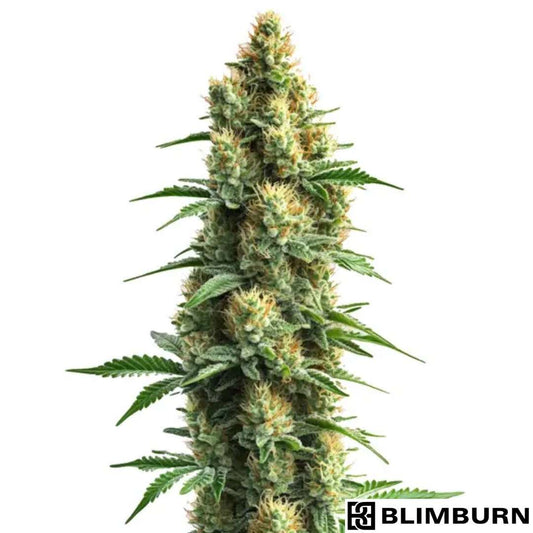 Orka Cannabisblüte mit dichter, harziger Struktur und orangefarbenen Blütenstempeln