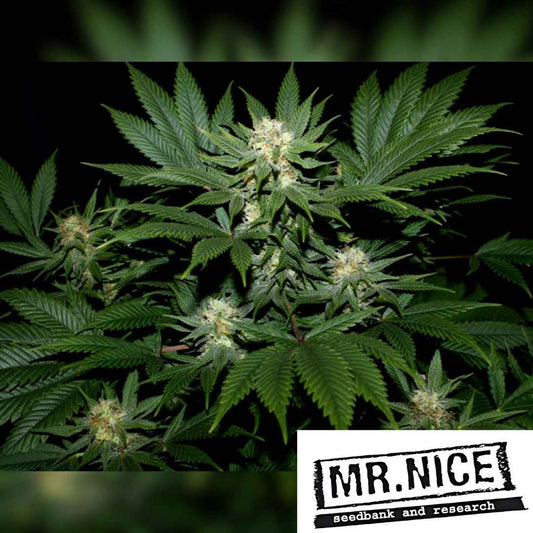 Ortega Cannabis Pflanze mit dichten, harzigen Blüten und großen dunkelgrünen Blättern