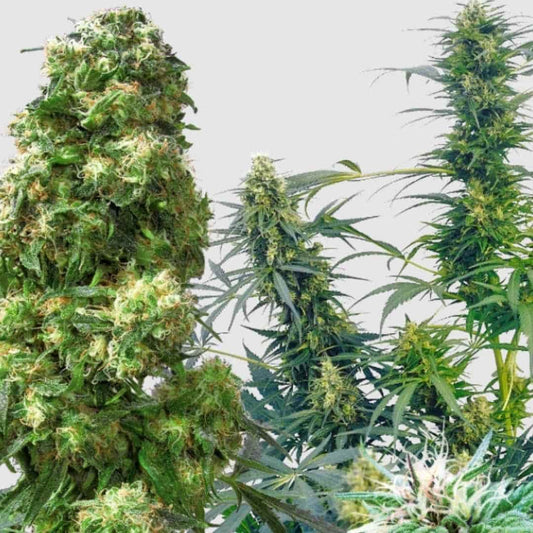 Cannabisblüten verschiedener Strains aus Outdoor Mix Samenkollektion
