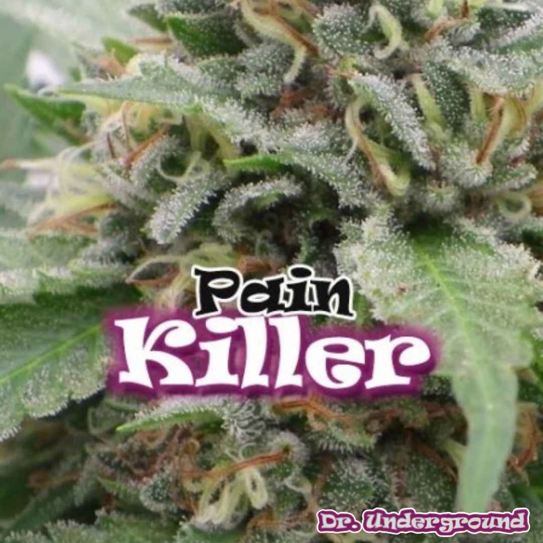 Painkiller Cannabisknospe mit dichter Harzschicht und sichtbaren Trichomen sowie orangefarbenen Blütenfäden