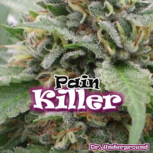 Painkiller Cannabisknospe mit dichter Harzschicht und sichtbaren Trichomen sowie orangefarbenen Blütenfäden