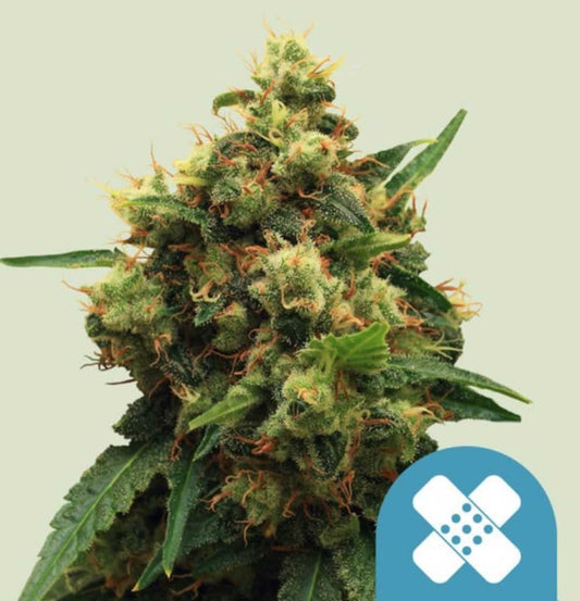 Painkiller XL Bud mit dichten, harzigen Trichomen und orangefarbenen Blütenhaaren