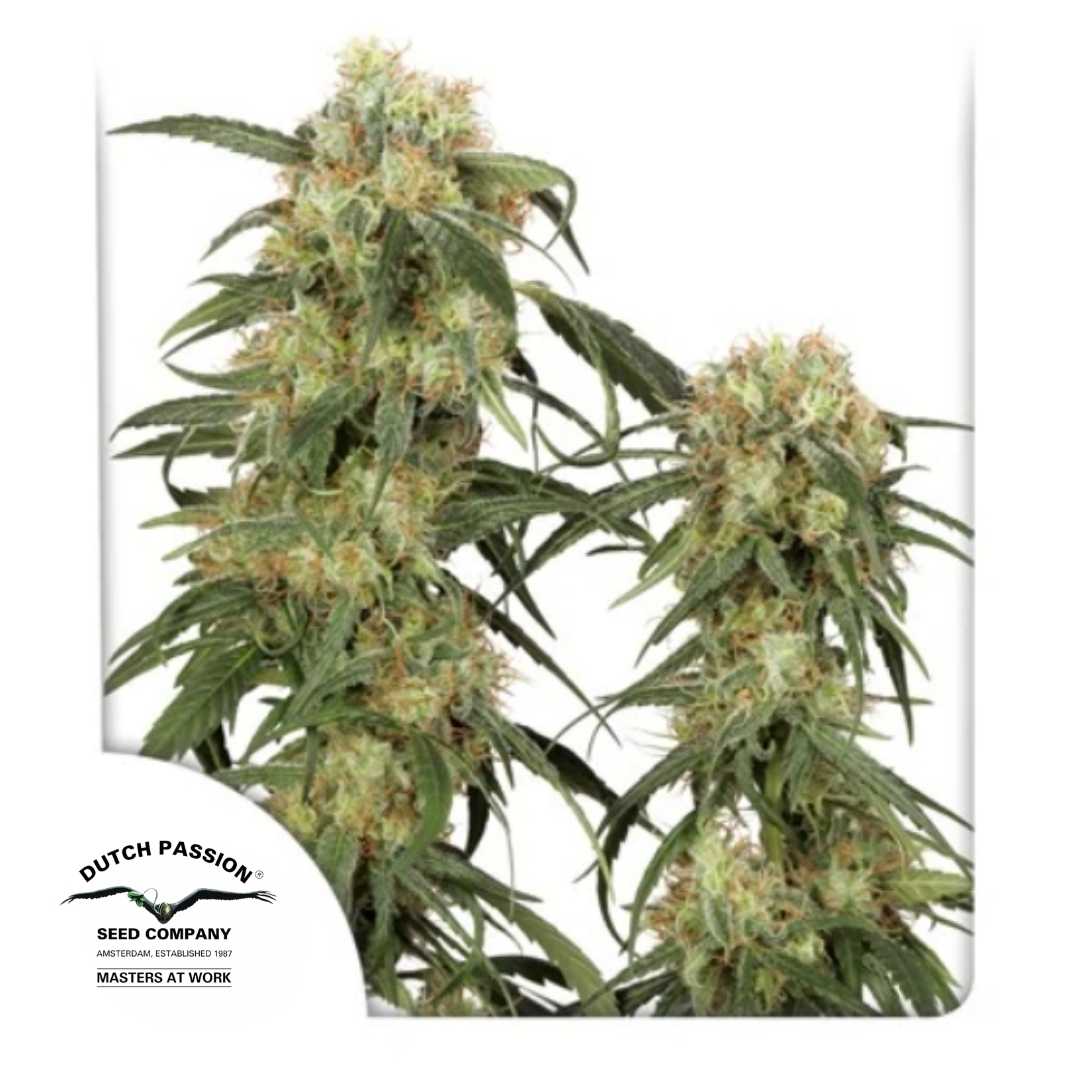 Pamir Gold Pflanze mit dichten, harzigen Buds und orangefarbenen Blütenhaaren von Dutch Passion