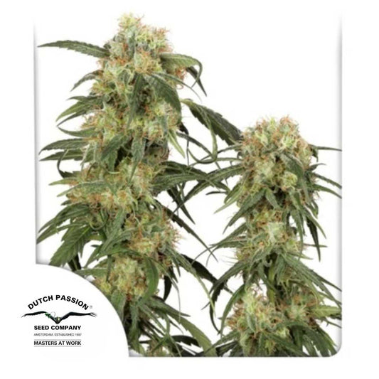Pamir Gold Pflanze mit dichten, harzigen Buds und orangefarbenen Blütenhaaren von Dutch Passion