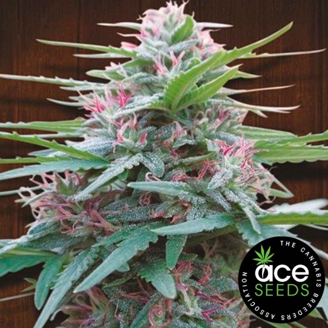 Harzige Panama Blüte mit pinken Stempeln und dichten Sativa-Strukturen