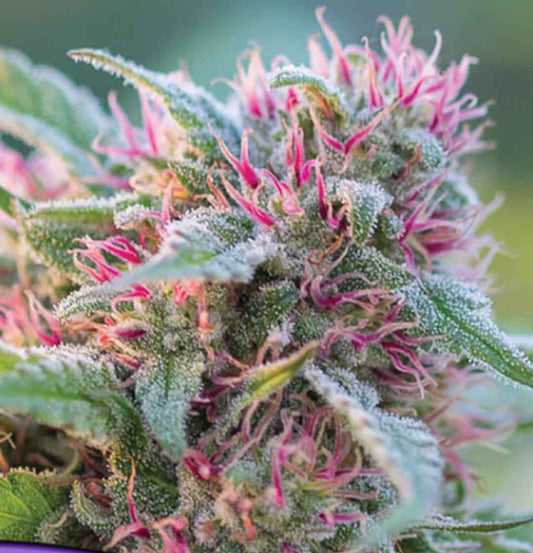 Panama Red Blüte mit dichten Harztrichomen und leuchtend roten Griffhaaren unter Blattschuppen