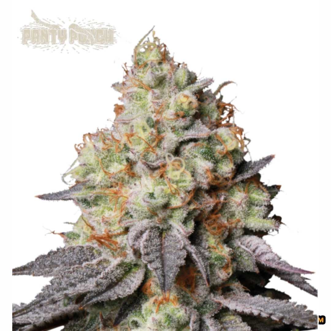 Auto Panty Punch Blüte mit dichten, harzigen Buds, orangefarbenen Stempeln und starkem Trichombesatz