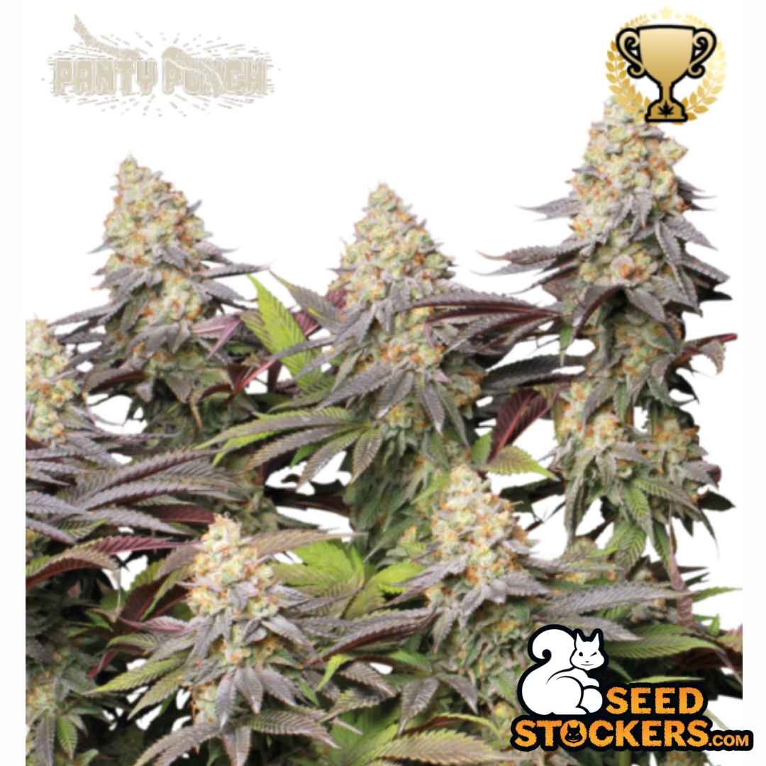Panty Punch Cannabis Pflanze mit dichten, harzigen Buds und violett grünen Blättern in voller Blüte