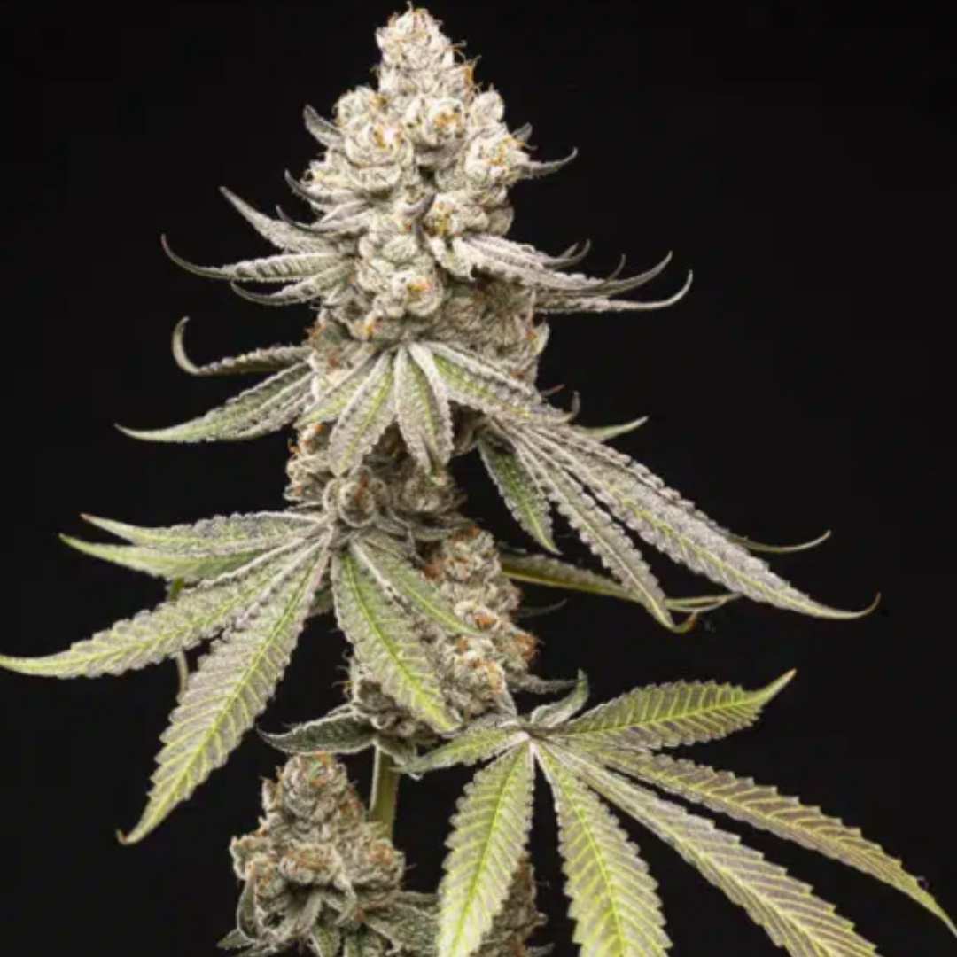 Papaya Limez von World Breeders mit kompakter, stark harziger Cannabisblüte und hellen Zuckerblättern.