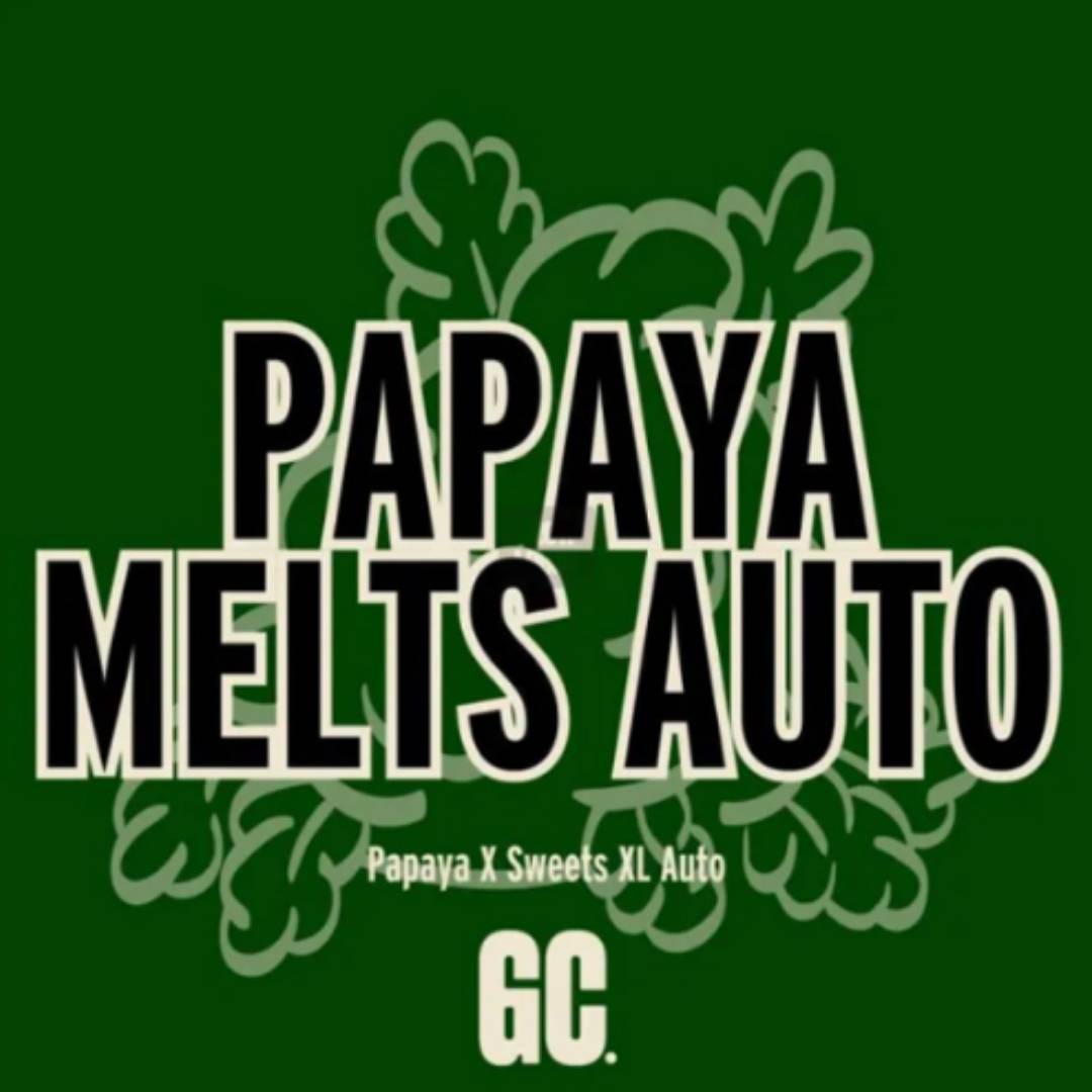 Papaya Melts Auto Logo mit Papaya X Sweets XL Auto Schriftzug von Grand Cru Genetics